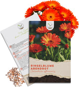 Ringelblumen Samen Abendrot Calendula officinalis von HappySeed im umweltschonenden Samenpäckchen