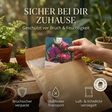 Rote Drachenfrucht mit pinker Schale und grünen Schuppen am Kaktus