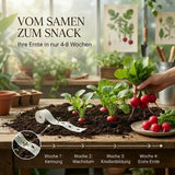Saftig rote Radieschen der Sorte Riesenbutter Vitessa mit weißem Fruchtfleisch