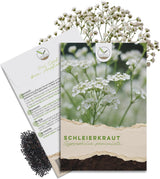 Schleierkraut Samen Gypsophila paniculata von HappySeed im umweltschonenden Samenpäckchen
