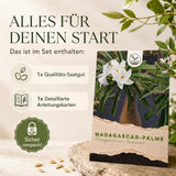 Weiße Blüten der Pachypodium lamerei an der Spitze des dornigen Stamms