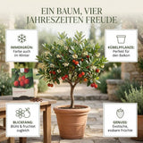 Weiße, glockenförmige Blüten des Arbutus unedo in Nahaufnahme