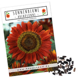 Sonnenblumen Samen - Helianthus annuus (Eklipse) - HappySeed