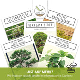 Weißer Maulbeerbaum Samen - Morus alba (Bonsai) - HappySeed