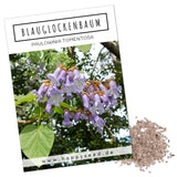 Blauglockenbaum Kiribaum Samen - Paulownia tomentosa (300 Korn) - HappySeed