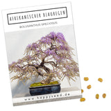Afrikanischer Blauregen Samen - Bolusanthus speciosus (Bonsai) - HappySeed