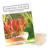 Japanisches Blutgras Samen - Imperata cylindrica - HappySeed