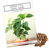 Buddha-Feige Samen - Ficus religiosa (Bonsai) - HappySeed