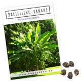 Darjeeling Bananen Samen - Musa sikkimensis - HappySeed