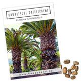 Kanarische Dattelpalme Samen - Phoenix canariensis - HappySeed