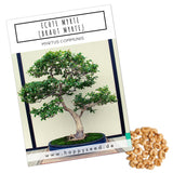 Echte Myrte Samen - Myrtus communis (Bonsai) - HappySeed
