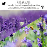 300x Lavendel Samen mit hoher Keimrate - Vielseitig einsetzbare Heilpflanze - HappySeed