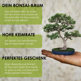 Einzigartige Bonsai Samen mit hoher Keimrate - 5er Set inkl. GRATIS eBook - HappySeed