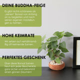 Buddha-Feige Samen - Ficus religiosa (Bonsai) - HappySeed