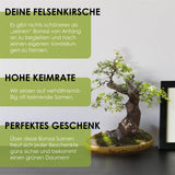 Felsenkirsche Samen - Prunus mahaleb (Bonsai) - HappySeed