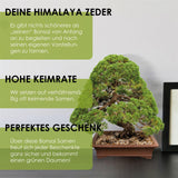 Himalaya Zeder Samen - Cedrus deodara (Bonsai) - HappySeed