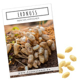 Erdnuss Samen - Arachis hypogeae