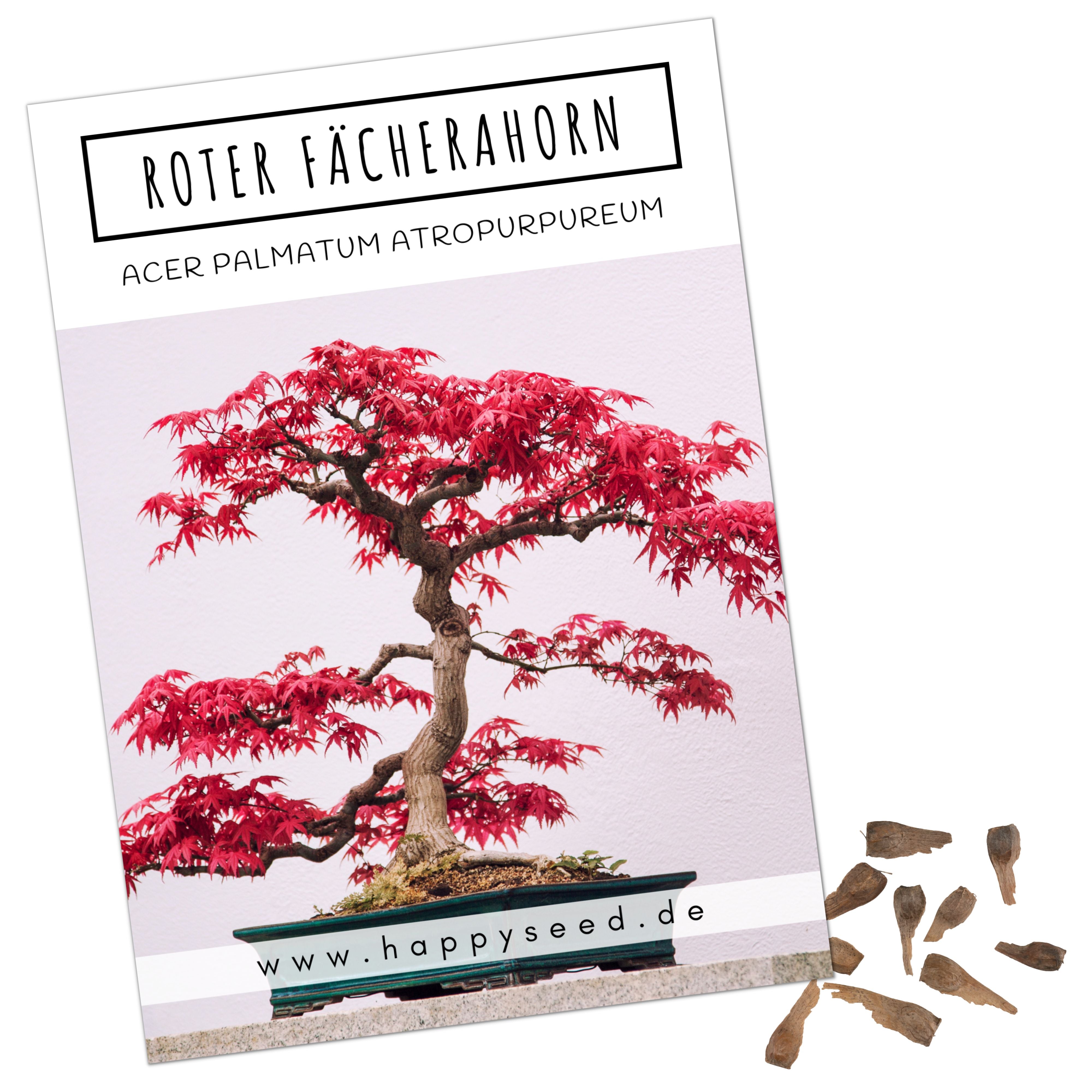 Ahorn Samen Kaufen: Japanischer Fächerahorn