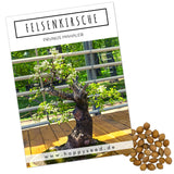 Felsenkirsche Samen - Prunus mahaleb (Bonsai) - HappySeed
