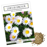 Gänseblümchen Samen - Bellis perennis - HappySeed