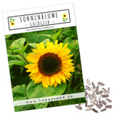 Sonnenblumen Samen - Helianthus annuus (Goldgelb) - HappySeed