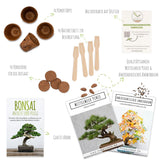 Bonsai Starter Kit inkl. eBook - Pflanzset aus Kokostöpfen, Samen & Erde (Mittelmeer Pinie + Amerikanischer Amberbaum) - HappySeed