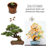 Bonsai Starter Kit inkl. eBook - Pflanzset aus Kokostöpfen, Samen & Erde (Mittelmeer Pinie + Amerikanischer Amberbaum) - HappySeed