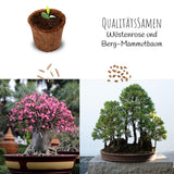 Bonsai Starter Kit inkl. eBook - Pflanzset aus Kokostöpfen, Samen & Erde (Wüstenrose + Berg Mammutbaum) - HappySeed