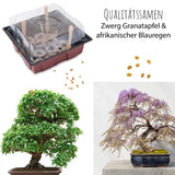 Bonsai Starter Kit inkl. GRATIS eBook & Gewächshaus (Afrikanischer Blauregen + Zwerg-Granatapfel) - HappySeed