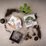 Bonsai Starter Kit inkl. GRATIS eBook & Gewächshaus (Afrikanischer Blauregen + Zwerg-Granatapfel) - HappySeed
