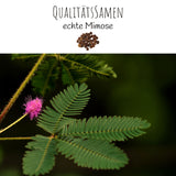 Echte Mimose Samen (Mimosa Pudica) mit hoher Keimrate - vielblütige & bewegungsfrohe Mimosen - HappySeed