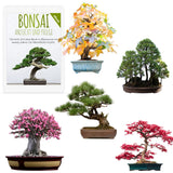 Außergewöhnliche Bonsai Samen mit hoher Keimrate - 5er Set inkl. GRATIS eBook - HappySeed
