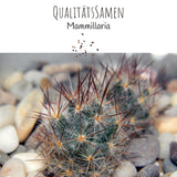 Außergewöhnliche Kakteen Samen mit hoher Keimrate - Mammillaria Mix - HappySeed