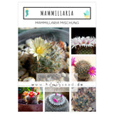 Außergewöhnliche Kakteen Samen mit hoher Keimrate - Mammillaria Mix - HappySeed