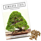 Himalaya Zeder Samen - Cedrus deodara (Bonsai) - HappySeed