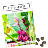 Kenia Bananen Samen - Musa velutina - HappySeed