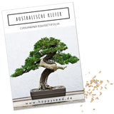 Australische Kiefer Samen - Casuarina equisetifolia (Bonsai) - HappySeed