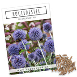 Kugeldistel Samen - Echinops ritro - HappySeed