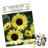 Sonnenblumen Samen - Helianthus annuus (Limonengelb) - HappySeed
