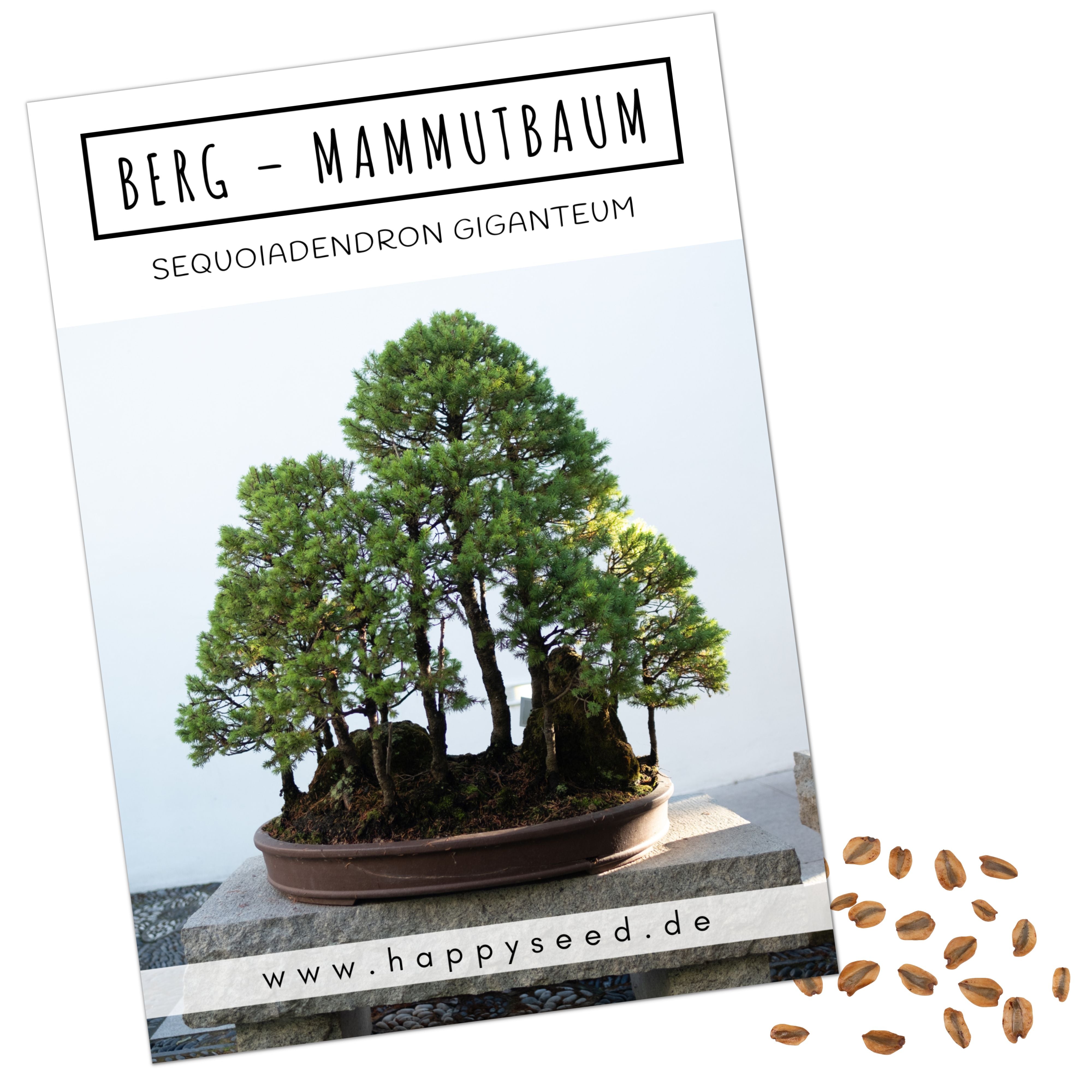 Berg Mammutbaum Samen - Sequoia giganteum (Bonsai)