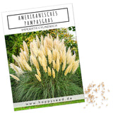 Amerikanisches Pampasgras Samen - Cortaderia selloana - HappySeed