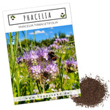 Phacelia Samen Bienenfreund - Phacelia tanacetifolia - HappySeed