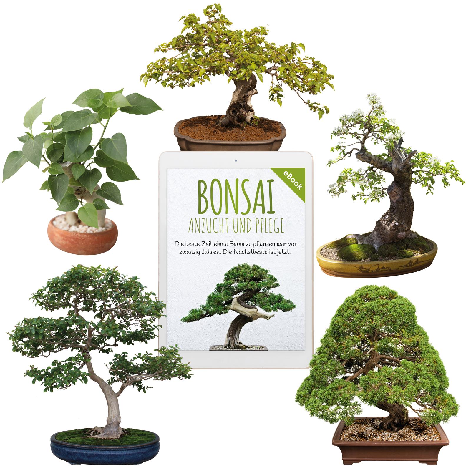 Einzigartige Bonsai Samen mit hoher Keimrate