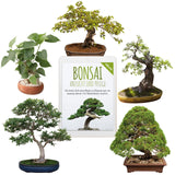 Einzigartige Bonsai Samen mit hoher Keimrate - 5er Set inkl. GRATIS eBook - HappySeed