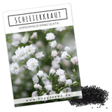 Schleierkraut Samen - Gypsophilia paniculata - HappySeed