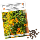 Schwarzäugige Susanne - Thunbergia alata - HappySeed