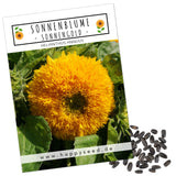 Sonnenblumen Samen - Helianthus annuus (Sonnengold) - HappySeed