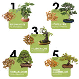 Einzigartige Bonsai Samen mit hoher Keimrate - 5er Set inkl. GRATIS eBook - HappySeed