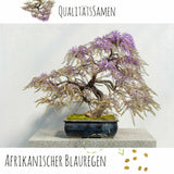 Bonsai Samen mit hoher Keimrate - 5er Set inkl. gratis eBook