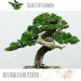 Bonsai Samen mit hoher Keimrate - 5er Set inkl. gratis eBook